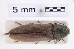 Foto (Dorsalansicht) von Melanotus yunnanensis (Platia & Schimmel, 2001) (NHMW-ZOO-COL-0007662)